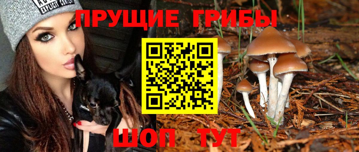 Шатура  Галлюциногенные грибы Psilocybine cubensis  Вход с VPN 